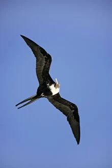 Images Dated 24th April 2005: Lesser Frigatebird - in flight. Cosmoledo Atoll, Seychelles, Indian Ocean