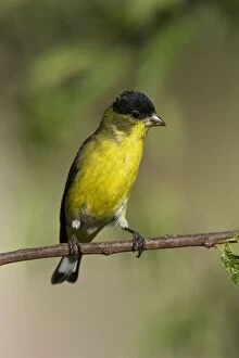 Images Dated 1st July 2007: Lesser Goldfinch - male in molt in southeast Arizona in July. USA