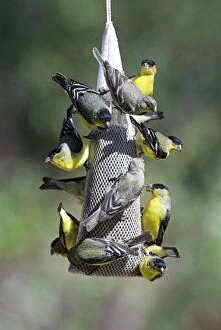Lesser Goldfinches - Feeding on niger at garden feeder