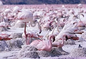 Images Dated 16th November 2004: Lesser + Greater Flamingoes At nest