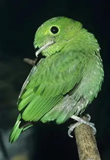 Lesser Green Broadbill Forests: Burma and Sumatra