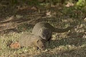 Lesser Grey Mongoose