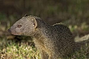 Images Dated 3rd April 2011: Lesser Grey Mongoose