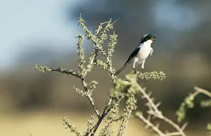 Shrikes Prints: Lesser Grey Shrike