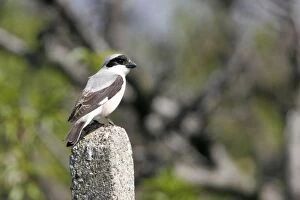 Images Dated 18th May 2005: Lesser Grey Shrike. Bulgaria