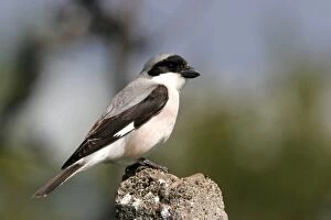 Images Dated 18th May 2005: Lesser Grey Shrike. Bulgaria