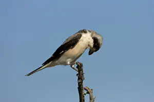 Shrikes Prints: Lesser Grey Shrike Looking for food from its perch. Central Namibia, Africa