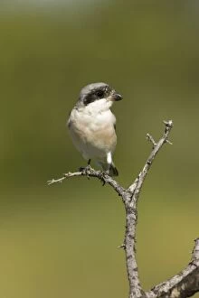 Lesser Grey Shrike - Looking for food from its perch