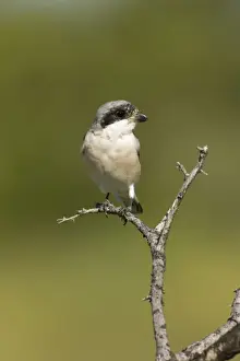 Shrikes Prints: Lesser Grey Shrike Looking for food from its perch Central Namibia, Africa