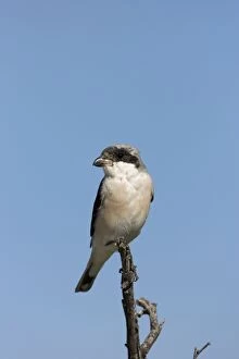 Lesser Grey Shrike - Sitting on a perch