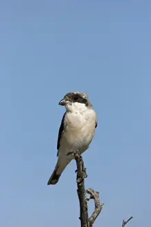 Shrikes Prints: Lesser Grey Shrike Sitting on a perch. Central Namibia, Africa