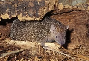 Images Dated 13th September 2004: Lesser Hedgehog Tenrec Dry forests of Madagascar