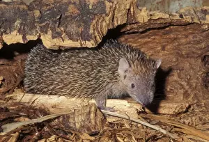 Insectivore Prints: Lesser Hedgehog Tenrec Dry forests of Madagascar