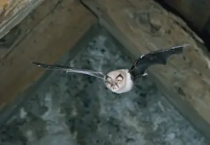 Lesser Horseshoe Bat