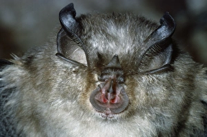 Images Dated 16th February 2012: Lesser Horseshoe Bat