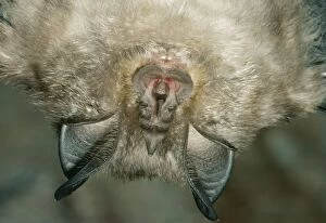 Lesser Horseshoe Bat - close-up