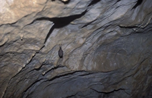 Images Dated 9th November 2011: Lesser Horseshoe Bat - hibernation at cave - Argonne - France