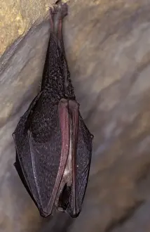Lesser Horseshoe Bat - hibernation at cave - Argonne - France