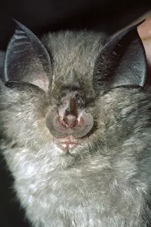 Lesser Horseshoe Bat - showing nose leaf - found in cave areas of England and Wales - also Europe and Africa