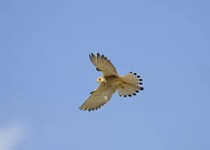 Images Dated 19th April 2009: Lesser Kestrel - adult female - in flight hovering - Spain April