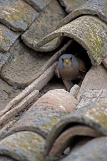 Images Dated 27th March 2007: Lesser Kestrel (Falco naumanni) - Spain - IUCN Vulnerable - Nests under old tiles on rooftops of