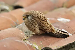 Lesser Kestrel - female. Caceres - Extramadura - Spain