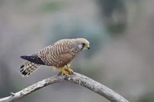 Lesser Kestrel - Female. Extremadura, Spain BI002680