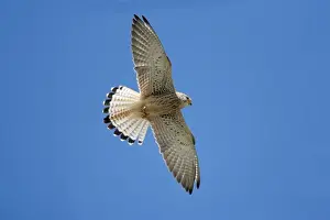 Lesser Kestrel - female in flight, Extremadura, Spain