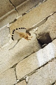 Images Dated 9th April 2008: Lesser Kestrel - female landing at nest entrance in church, Extremadura, Spain