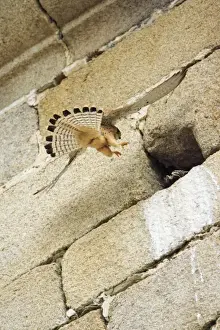 Lesser Kestrel - female landing at nest entrance in church, Extremadura, Spain