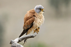 Lesser Kestrel - male