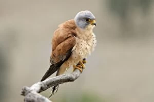 Images Dated 3rd April 2007: Lesser Kestrel - male. Caceres - Extramadura - Spain