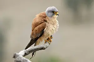 Lesser Kestrel - male. Caceres - Extramadura - Spain
