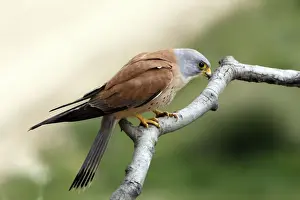 Lesser Kestrel - male. Caceres - Extramadura - Spain