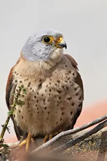 Lesser Kestrel - male. Caceres - Extramadura - Spain