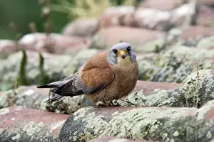 Lesser Kestrel - male. Caceres - Extramadura - Spain