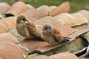 Lesser Kestrel