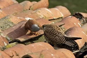 Images Dated 3rd April 2007: Lesser Kestrel - male and female taking food from each other. Caceres - Extramadura - Spain