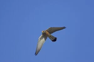 Images Dated 26th July 2007: Lesser Kestrel - male in flight