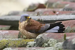 Lesser Kestrel - male with mole-cricket in beak. Caceres - Extramadura - Spain