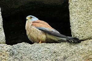 Lesser Kestrel - male, at nest entrance in church wall