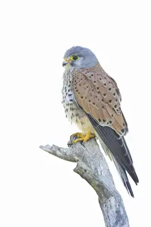 Lesser Kestrel. Male against white sky. Extremadura, Spain BI002738