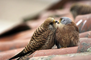Lesser Kestrel
