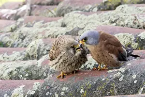 Lesser Kestrel - pair. Caceres - Extramadura - Spain
