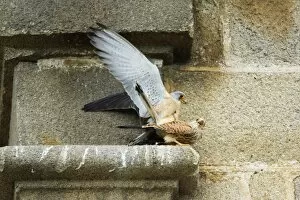 Images Dated 8th April 2008: Lesser Kestrel - pair copulating on church masonry, Extremadura, Spain
