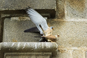 Images Dated 8th April 2008: Lesser Kestrel - pair copulating on church masonry