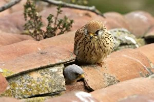 Lesser Kestrel - pair with male leaving nest in roof
