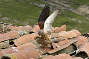 Lesser Kestrel - pair mating