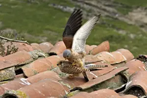 Lesser Kestrel - pair mating. Caceres - Extramadura - Spain