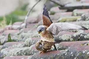 Lesser Kestrel - pair mating. Caceres - Extramadura - Spain
